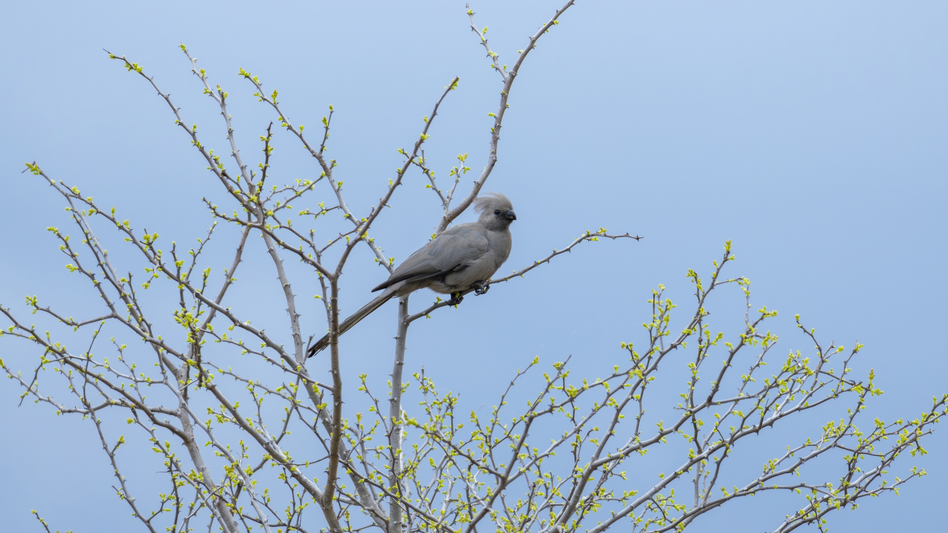 Kruger25 2025 11 02 07 31 15 ILCE 1M2 3791